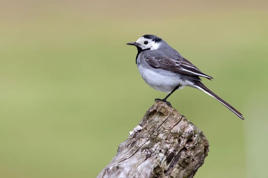 Wagtail on the big old branch in a light green backround