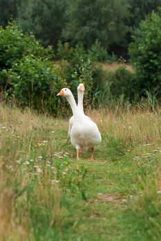 A pair of white geese traveling the trail home