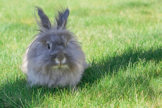 Long hair decorative gray little rabbit on the grass