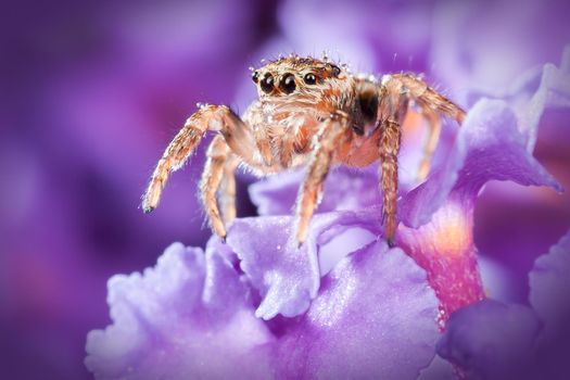 Jumping spider on the rich purple flower in a dark background