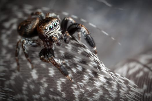 Jumping spider on the gray variegated feathers