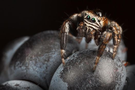 Jumping spider on the Blackberry with a large drop of water on his head