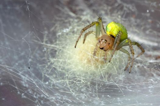 Yellow Araniella cucurbitina spider in the own cobweb