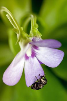 The Curculionidae little bug like elephant climbs on a butterworts purple blossom