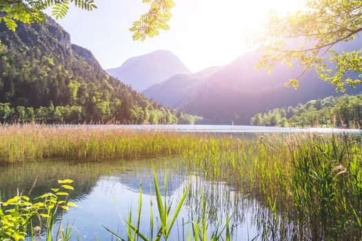 Tranquil sunset lake with reed, Thumsee, Germany