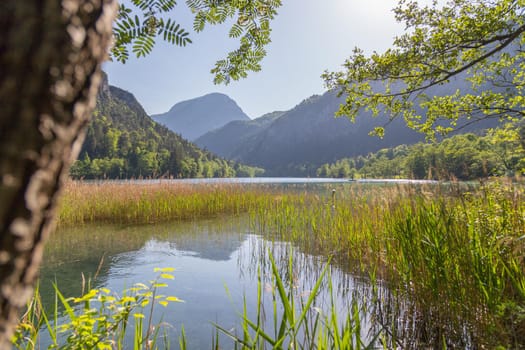 Tranquil sunset lake with reed, Thumsee, Germany