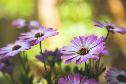 Close up of a beautiful spring blossom, gerbera