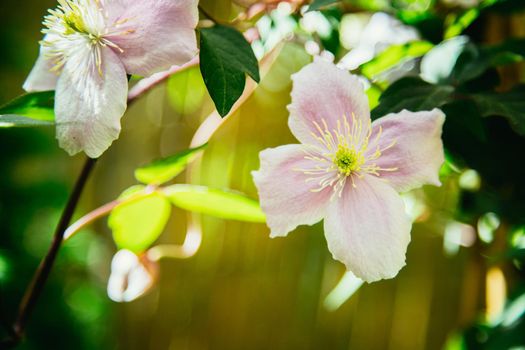 Close up of a beautiful spring blossom, gerbera