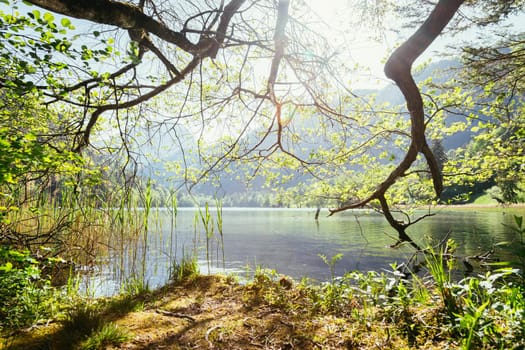 Tranquil sunset lake with reed, Thumsee, Germany