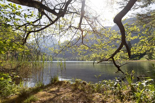 Tranquil sunset lake with reed, Thumsee, Germany