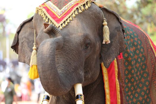 Portrait of Elephant and mahout in the forest.