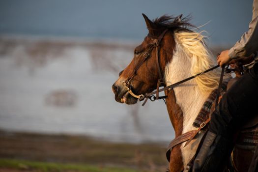 cowboy on horseback against a beautiful sunset, cowboy and horse at first light,mountain, river and lifestyle with natural light background	

