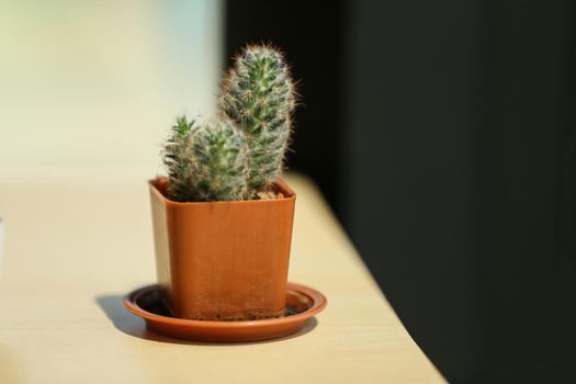 cactus in a pot, close-up 