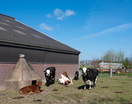 spotted black and red cows and calf outside farm in the netherlands on sunny spring day