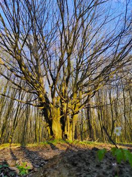 Big wide tree with many branches in the spring forest. Nature wood plants