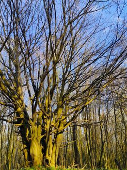 Big wide tree with many branches in the spring wood. Nature forest plants