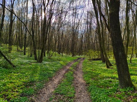 Old road in the spring forest. Snowdrops flowers grows in forest. Nature plants wallpaper