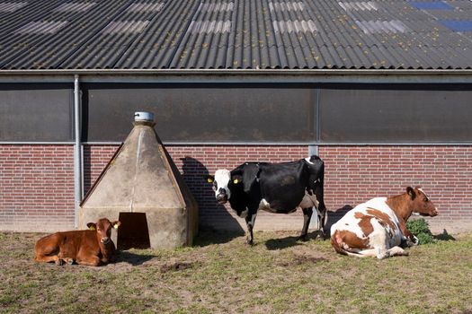 spotted black and red cows and calf outside farm in the netherlands on sunny spring day