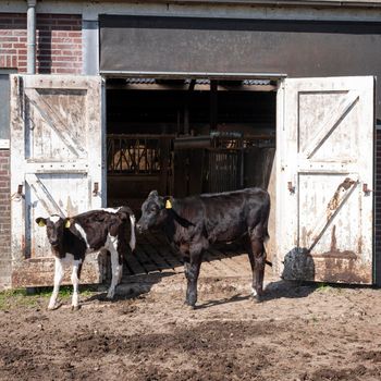 black and white spotted calves outside barn doors of old farm in the netherlands on sunny day in spring