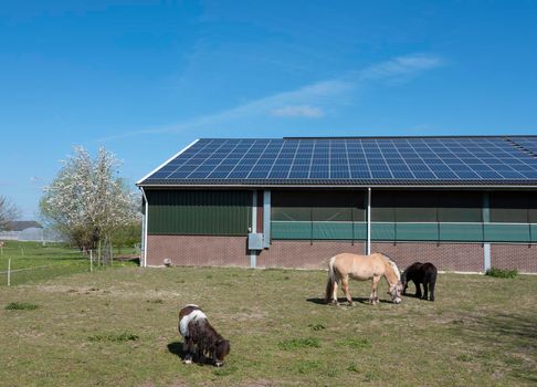 horse and ponies near barn with solar panels and blossoming tree in the netherlands on sunny spring day