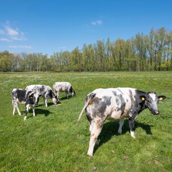 calves in grassy meadow with spring flowers on sunny spring day under blue sky in dutch area land van maas en waal in the netherlands