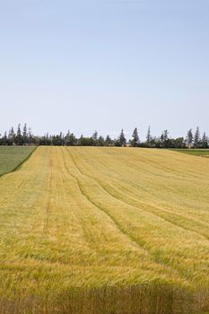 A field with yellowish green grass or crop growing in the east coast of Canada in summer