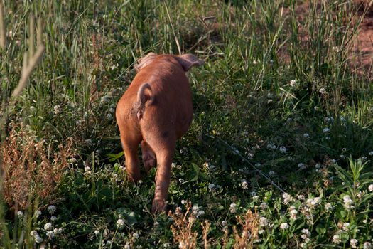 backside of a brown pig in among grass meadow 