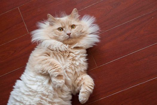 Cute orange fluffy cat looks up at the camera while relaxing on the floor at home