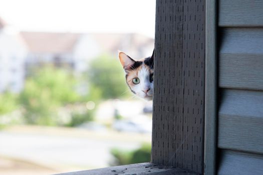 a curious kitty peeks its head around the corner of a building 