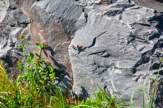 beautiful little blue dragonfly with brown wings rests and casts a shadow on a rock outside