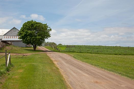 A beautiful lush green tree blooms beside a long dirt road on a rural farm landscape. 