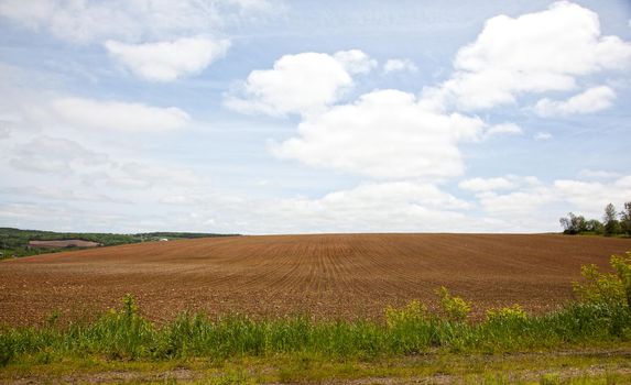 Long brown dirt field with rows of planted crop against a blue sky and clouds 