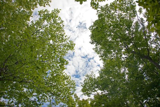  Two green leafy trees frame beautiful puffy clouds in a blue sky 