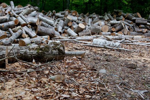A pile of grey barked trees have been cut into small pieces of lumber or fire logs