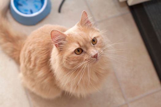  A beautiful fluffy orange cat with orange eyes sits and waits 