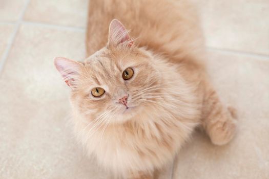  A beautiful fluffy buff cat poses on the floor 