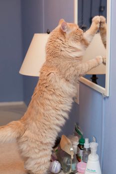  A cat poses vainly in the mirror, checking out its reflection