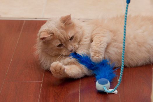 An orange cat lays down playing with a fluffy blue toy on a string 