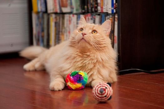 A very handsome orange cat looks up from his toys for a portrait 