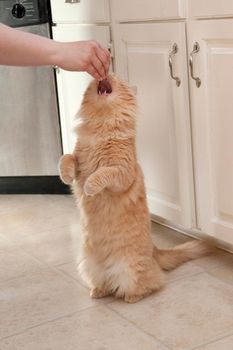 A cat on its hind legs opens its mouth for a treat from its master's hand