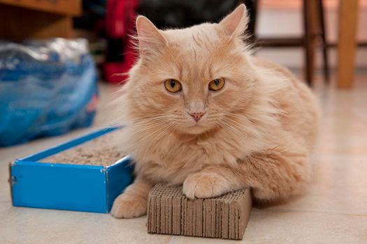 A cat sits on top of its cardboard scratching pad not willing to move