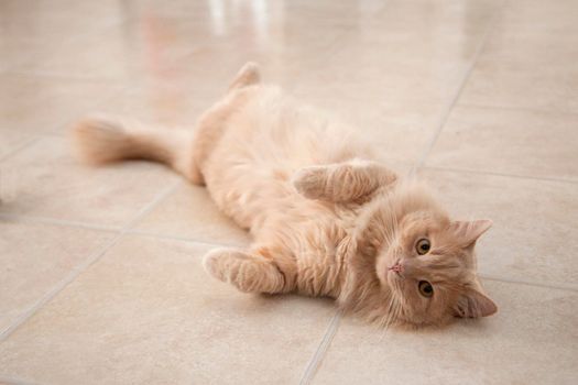  Cat dramatically lays on floor looking lonely 