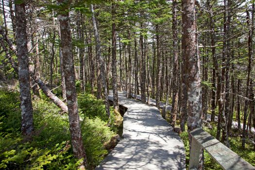  A beautiful wooden walkway is laid out before you in the forest, peaceful and quiet. 