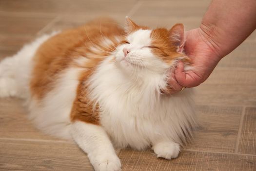 An orange and white cat purrs happily while being petted