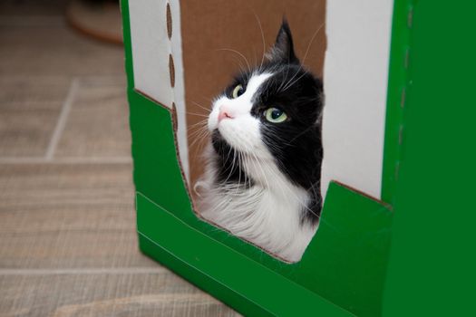 A little black and white cat has made itself a home in a green box, refusing to move. 
