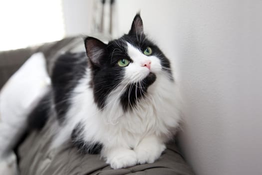 Cat perched on the back of the sofa looks up expectantly 