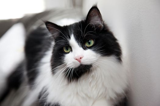 Beautiful close up soft focus portrait of a white and black cat with white whiskers 