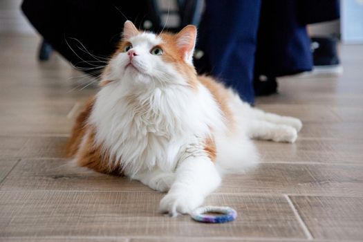  An orange and white cat with an elastic toy looks up from the floor 
