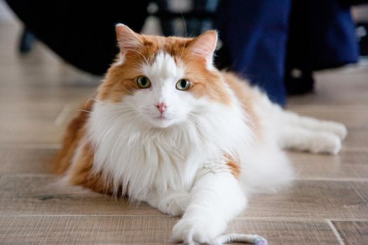 A beautiful white and orange cat laying on the floor staring at the camera