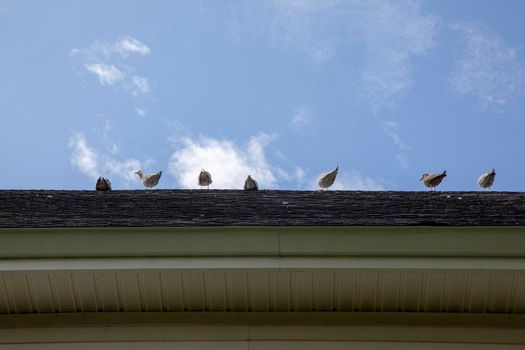 seagulls sitting happily on the top of a tiled roof in the sunshine on a blue sky 